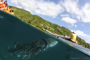 split decision..to feed or not to feed by Yagit Diver 